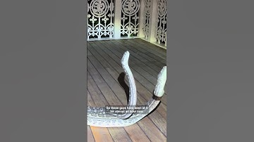 Carpet pythons battle in Queensland home