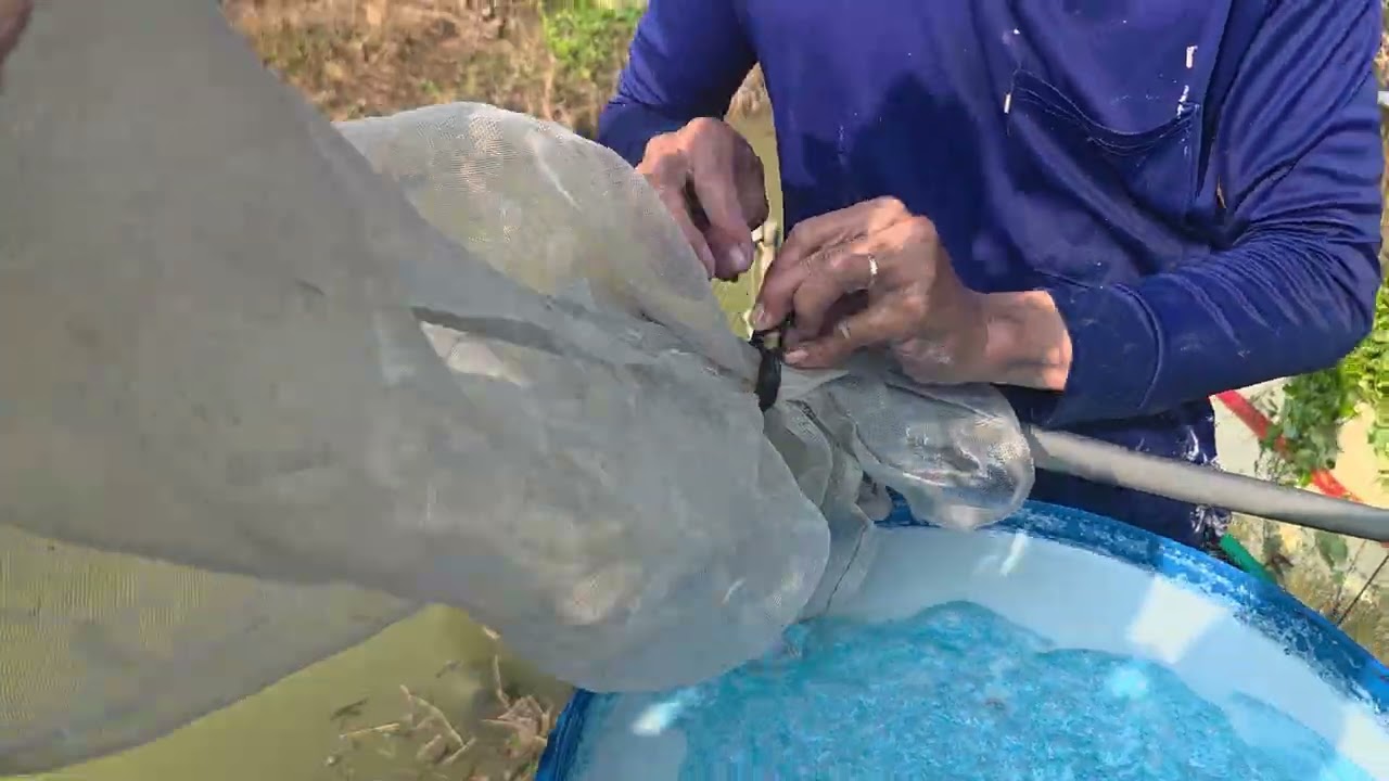 Cách Trị Phèn Vườn Mít Hiệu Quả,3 Ngày Cây Xanh Lại.LH:0949777827 gặp Vĩnh