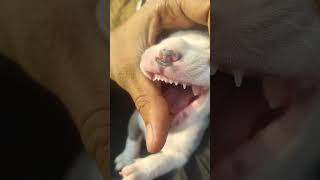 23 Days Old Pitbull Puply Teeth Grow