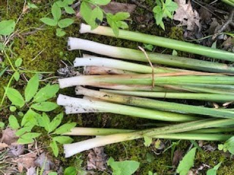 Harvesting Cattail Shoots