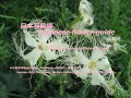 糸を纏う花びら?!Petals wearing threads? !!   黄烏瓜(きからすうり)Trichosanthes kirilowii  季節の花 日本花図鑑 J flower guide
