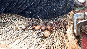 Protect Your Dog From Many Ticks Attacking - How We Can Remove All Ticks From Poor Dog