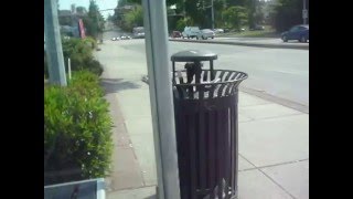 crow raiding trash container Wealth