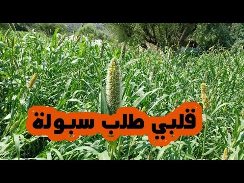 قلبي طلب سبولة سبول بنات ماهوش سبول عجورة شاهدوا سر هذه الكلمة