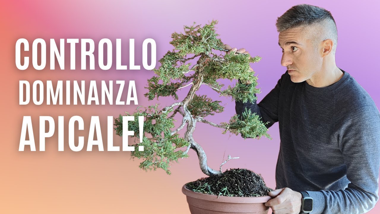 COME GESTIRE la DOMINANZA APICALE nel BONSAI DI GINEPRO