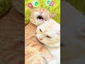 We are super chatty, super adorable little kitties. わたしたちは、おしゃべりが大だいすきな、かわいいニャンコ#しゃべる猫 #しゃべる動物 #cat