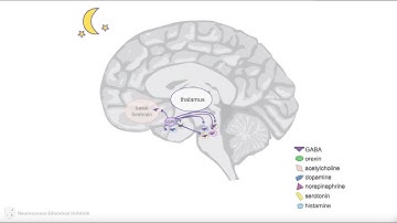 Neurotransmitters and the Sleep Cycle