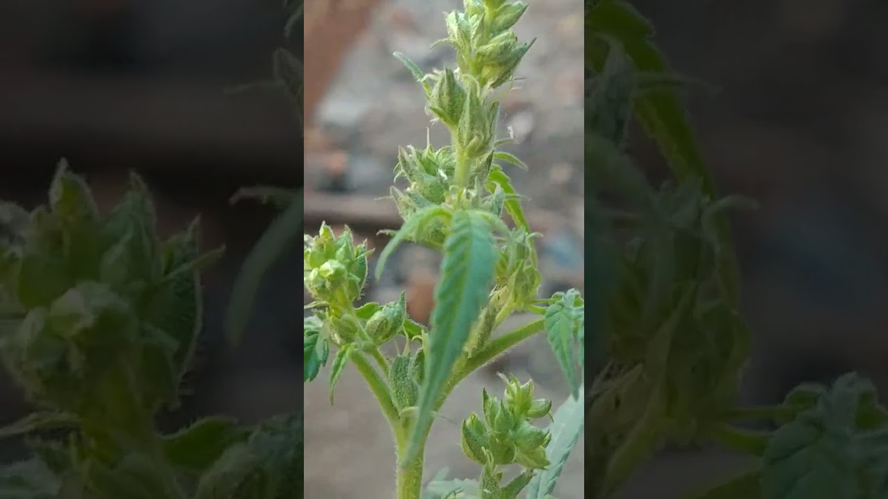 planta enana acogollando🌱