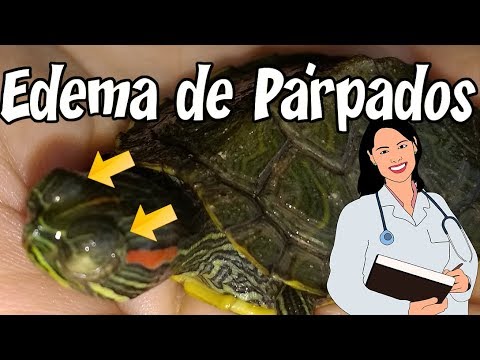 Video: Cómo Tratar Los Ojos De Una Tortuga De Orejas Rojas