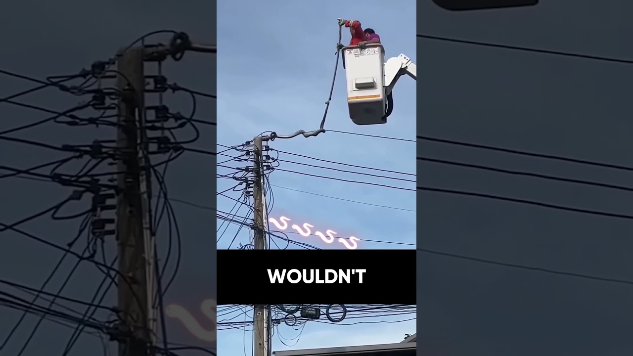 Snake Climbs Electric Pole and Refuses to Let Go! Rescue Mission