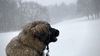 Winter walk in the woods with Leonberger Puppy ASMR