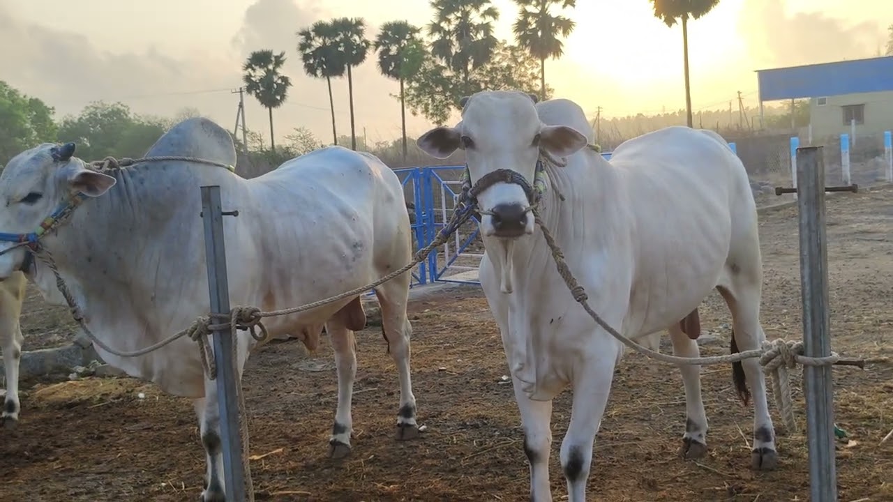 TSR Infra Developer Thota srinivasarao gari 4teeth & 6teeth Bulls koppuravuru