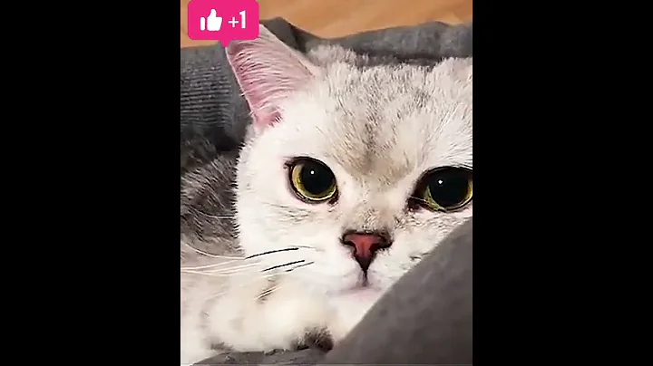 Video 4435201: draw cute baby cat, cute baby cat born, cat cute funny baby