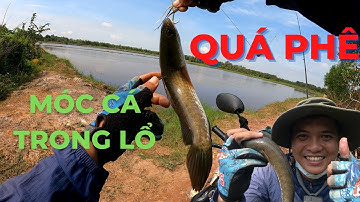 CÂU CÁ LÓC : MÓC CÁ TRONG LỔ QUÁ PHÊ #caucaloc #recaloc #5râuđivàcâu #fishing