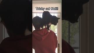 Tricky cat Nelli! #shorts #cat #pets #animals #funny