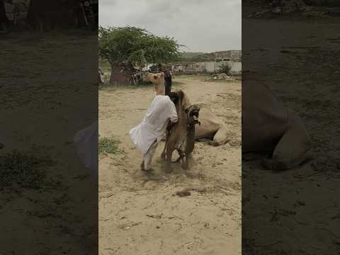 شاب يمارس الجنس مع جمل في الحر الشديد