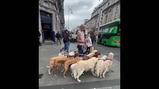 Dog Training Dublin