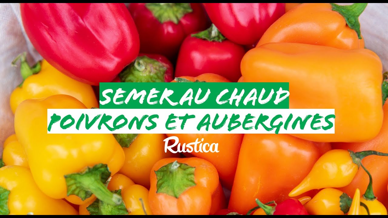 Semer des piments, poivrons et aubergines