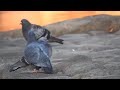 pigeons