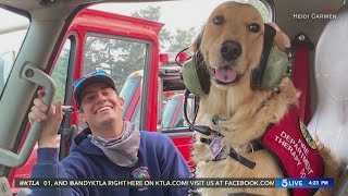 Comfort dog boosts moral for firefighters on the front lines