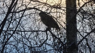 An Owl on a birch tree. The Yoll has not flown away again! In the description about what happened