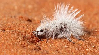 Scientists Discover How This Velvet Ant Got So Fluffy and White