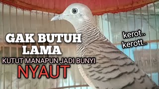 PANCINGAN PERKUTUT LOKAL bikin lawan EMOSI jadi BUNYI NYAUT GACOR ikut MANGGUNG 