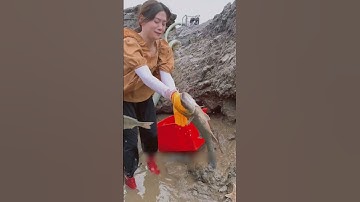 Con cua to như này thì làm món gì ăn được anh em nhỉ? | Review bắt hải sản #shorts #sanbathaisan