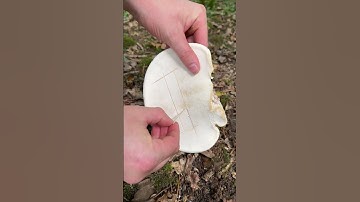 This Mushroom can be used as a plaster