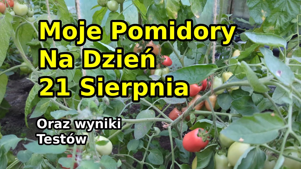 Moje Pomidory na dzień 21 Sierpnia 2025