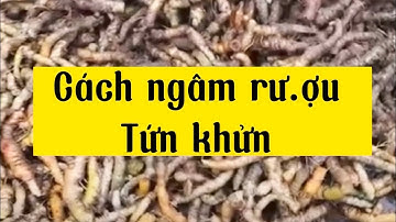 Cách ngâm rượu Tứn khứn