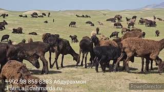 Гиссарские овцы и аборигенные САО Абдурахмона Мирзорахимова , зимники и горы