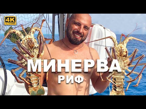 Видео: Минерва Риф – самое уникальное место на планете, атолл посредине Тихого океана, у которого нет суши.