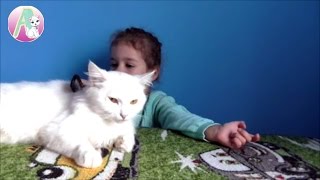 БЕЛЫЙ КОТИК МУРИК новый питомец АЛИСЫ КОШЕЧКА МУРКА КОТЫ И КОШКИ Детское видео БЕЛЫЙ КОТИК МУРИК новый питомец АЛИСЫ КОШЕЧКА МУРКА КОТЫ И КОШКИ Детское видео