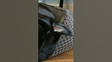 My Game Dev Journey - Nearly Becoming A Stitch  #shorts #gamedev