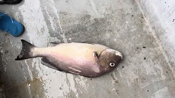 Tour câu cá tại Phú Quốc hotline Mr Hưng (0902733766)