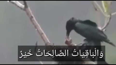 تلاوة خاشعة ماتيسر من سورة #الكهف /المال والبنون زينة الحياة الدنيا