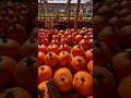 Ocean of pumpkins at American stores. Океан тыкв в магазинах Америки.