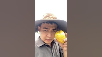 Thữ dùng trái bình bát Câu cá #fishing #cauca #shots