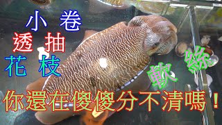 活魚集6 透抽 花枝 軟絲這3種你還在傻傻分不清嗎 ! 用活體教學告訴你
