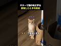 ギターで猫の鳴き声を真似したときの反応