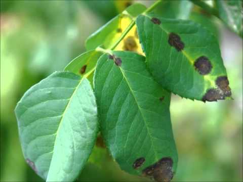 Wideo: Leczenie plam na liściach wiśni - co powoduje plamy na liściach wiśni
