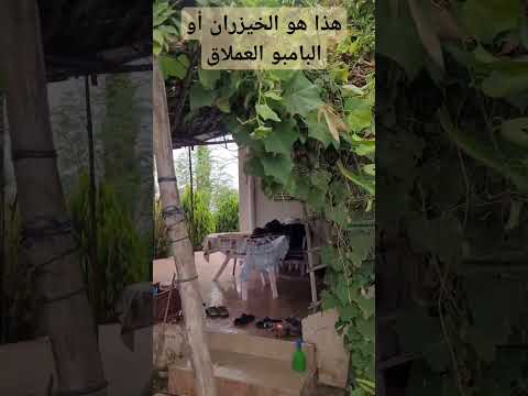 هذا هو الخيزران أو البامبو العملاق