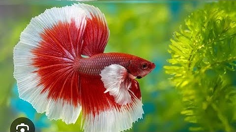 The Betta Connection: Exploring the Vibrant Life, Care Tips, and Beauty of Betta Fish