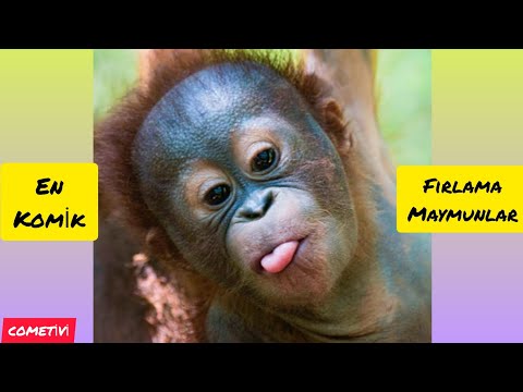 Komik Maymunlar 😂 Funny Monkey. En Komik Maymun Videoları 2021. Fırlama Maymunlar. Sıradışı Şempanze