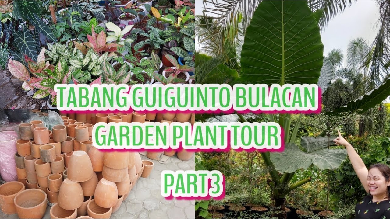 TABANG GUIGUINTO BULACAN GARDEN PLANT TOUR NANDITO ANG GIANT