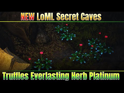 EVERY Land of Morning Light Secret Cave Location in Black Desert Online