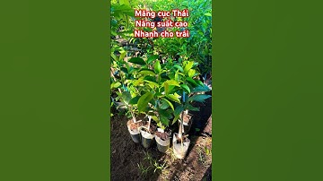 Cây Măng cục Thái nhanh cho trái | 0386569374 - Ngọc Ngân Bến Tre | Chuyên cây độc lạ
