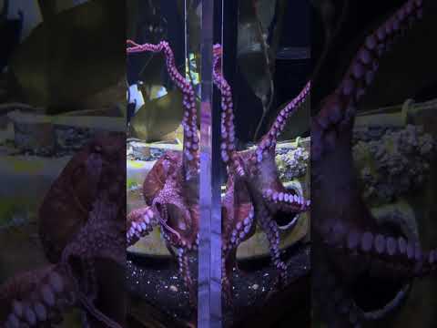 Octopus on the move 🐙