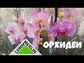 Прогулка по Леруа Мерлен / орхидеи, фаленопсисы